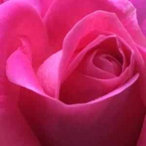 Meet your Posher, Terry